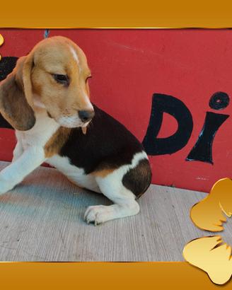Beagle pedigree ENCI 