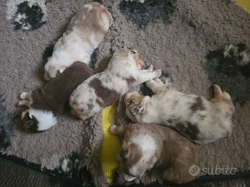 Cuccioli australian shepherd pastore australiano