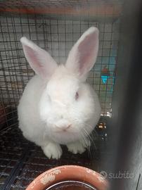 Conigli bianchi di Nuova Zelanda