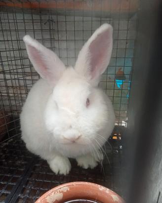 Conigli bianchi di Nuova Zelanda