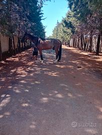 Cavallo