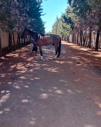 Cavallo