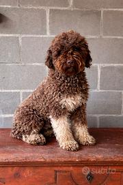 Lagotto romagnolo femmina