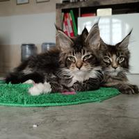 Gatti Maine coon con pedigree e test genetici