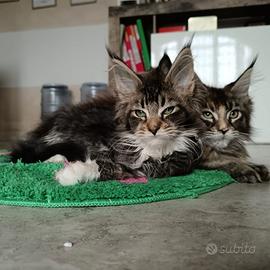 Gatti Maine coon con pedigree e test genetici
