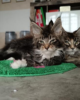 Gatti Maine coon con pedigree e test genetici