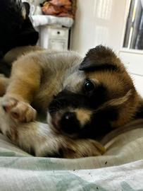 Cuccioli incrocio ?