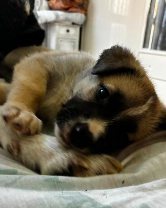 Cuccioli incrocio ?