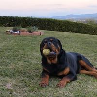 Rottweiler Cucciolone