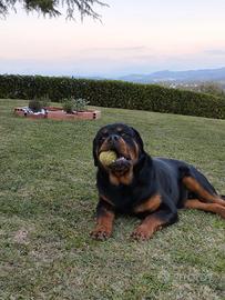 Rottweiler Cucciolone