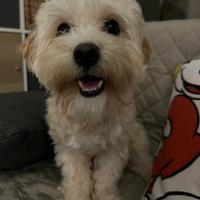 Teddy Maltipoo disponibile per accoppiamento