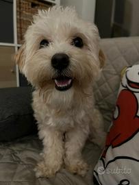 Teddy Maltipoo disponibile per accoppiamento