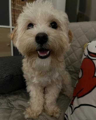 Teddy Maltipoo disponibile per accoppiamento