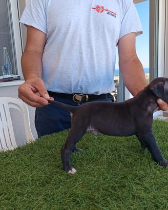 American pit bull terrier maschio blue fawn