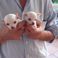 Chihuahua maschio toy bianco piccolissimo