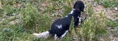 Setter inglese