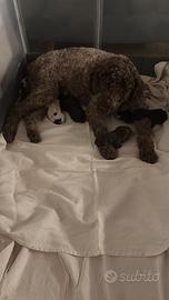 Lagotto romagnolo