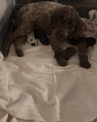 Lagotto romagnolo