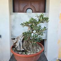bonsai olivo