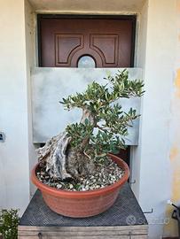 bonsai olivo