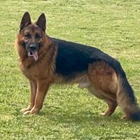 Cuccioli di pastore tedesco