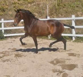 Cavalla andalusa