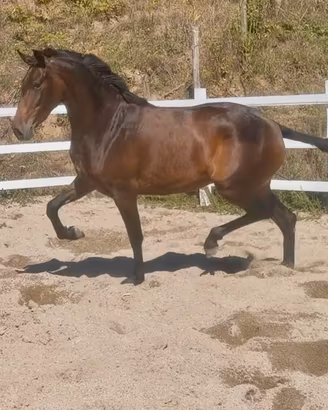 Cavalla andalusa