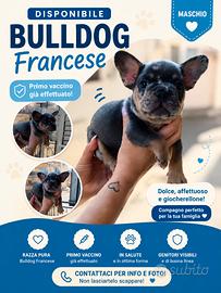 Bulldog francese