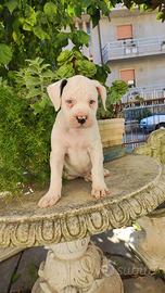 American Bulldog cuccioli 