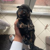 ? cuccioli Rottweiler con pedigree
