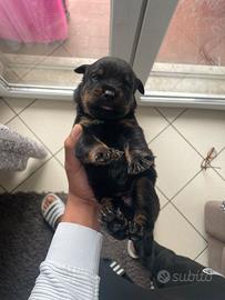 ? cuccioli Rottweiler con pedigree