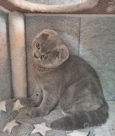 Scottish fold e Straight