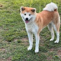Akita Inu di 5 anni