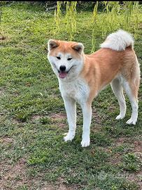 Akita Inu di 5 anni