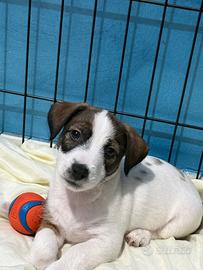 Jack Russell Terrier