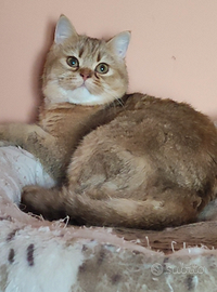 Cucciola British Scottish Golden