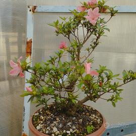azalea satsuki karenko pre bonsai 