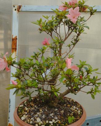 azalea satsuki karenko pre bonsai 