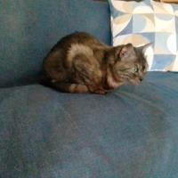 Dolce gattina anziana