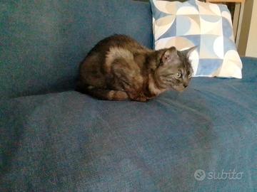 Dolce gattina anziana