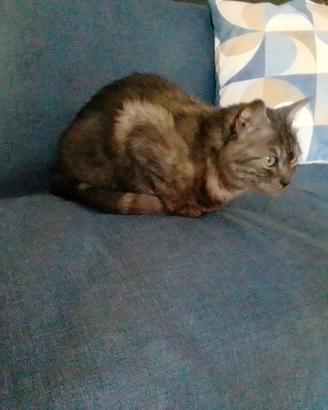 Dolce gattina anziana