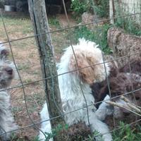 Lagotto romagnolo