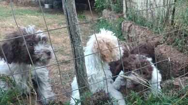 Lagotto romagnolo