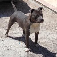 Amstaff Blue pedigree ENCI monta