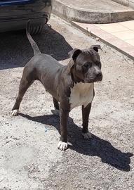 Amstaff Blue pedigree ENCI monta