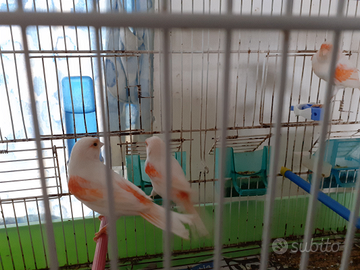 Canarini femmine rosso m. 2025