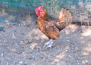 Coppie galline Sebright