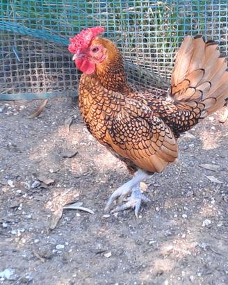 Coppie galline Sebright