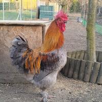 Giovane Gallo marans Blu