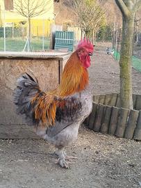 Giovane Gallo marans Blu